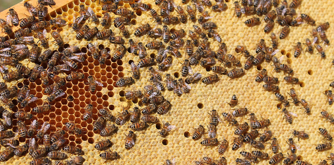 Bee hives at MÜHLE Germany