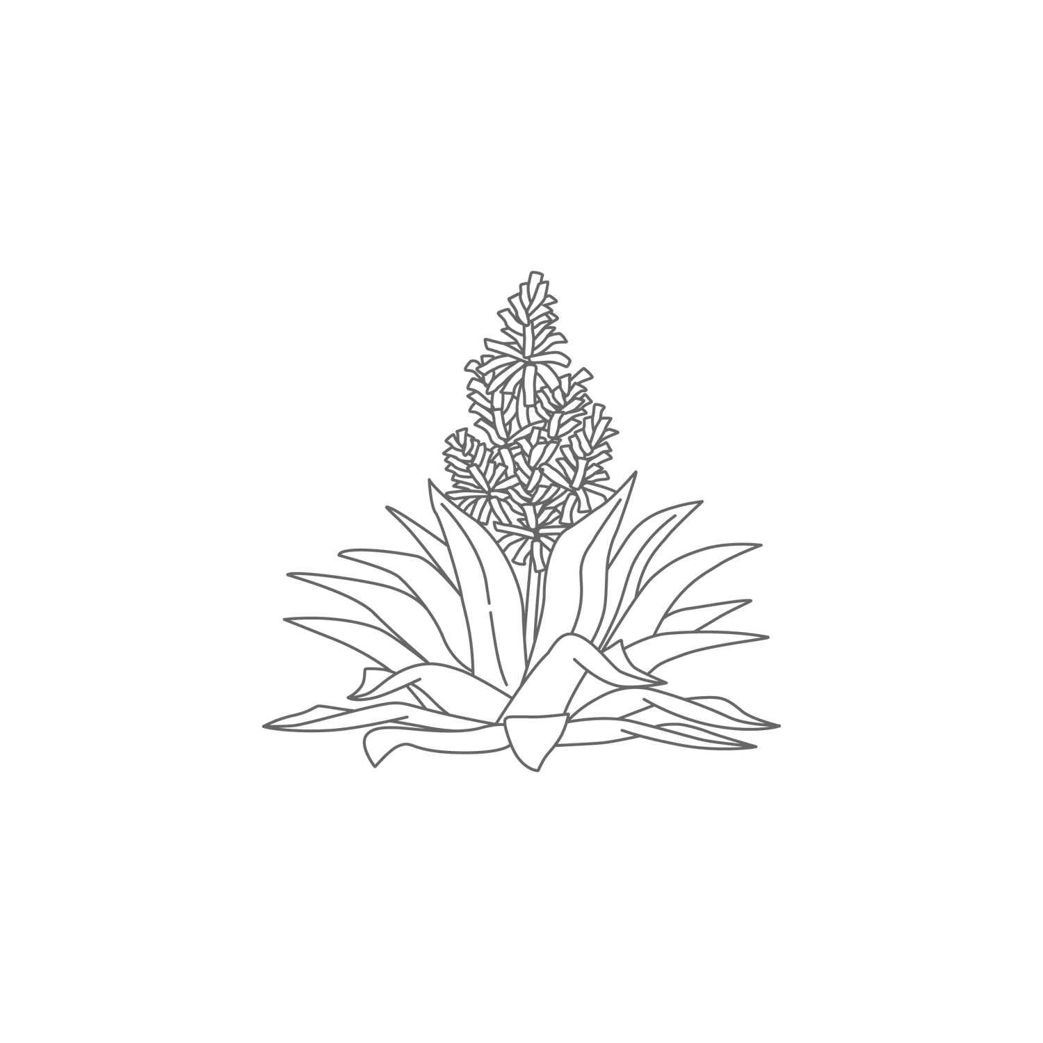 sketch of an aloe vera