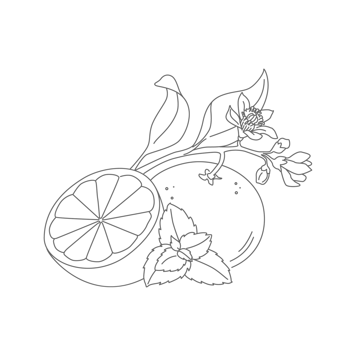 drawing of an orange with leaves, flowers, and a sliced half, set against a white background