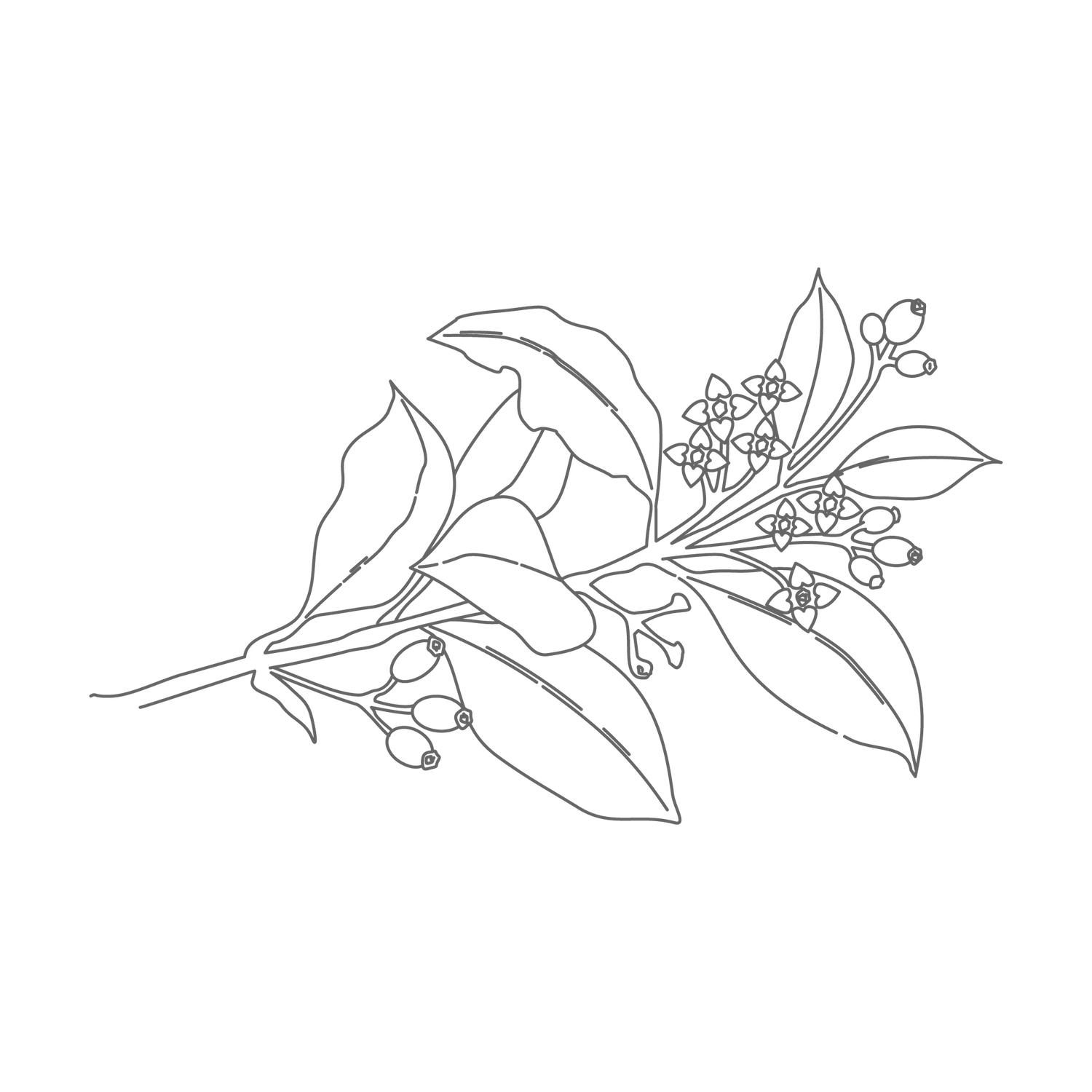 a drawing of a leafy branch with a small flowers and berries on the end on a white background