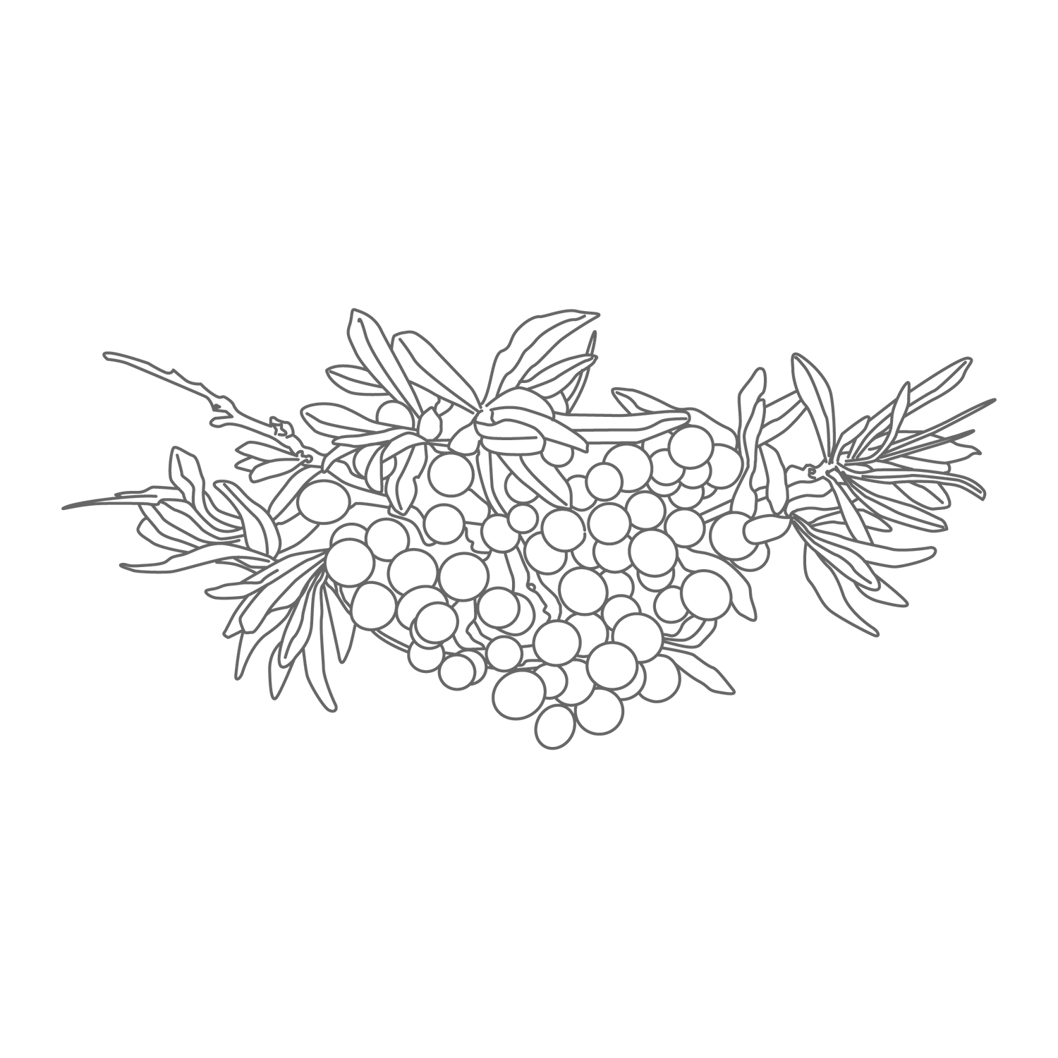 Drawing of a cluster of berries surrounded by leaves, set against a white background.